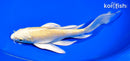 8.25" YAMABUKI OGON BUTTERFLY