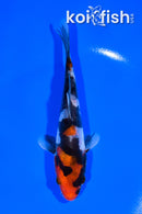 5.75" DOITSU SHOWA