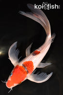 11.5" GOROMO BUTTERFLY