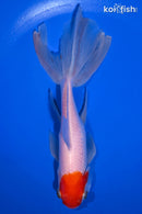 6.5" WATONAI GOLDFISH