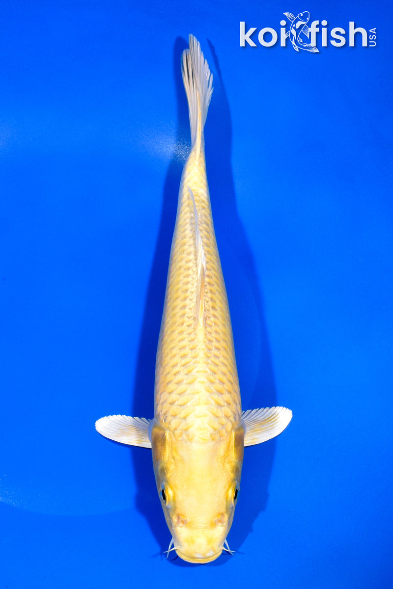 9.75" YAMABUKI OGON