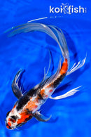 9.5" KIN SHOWA BUTTERFLY