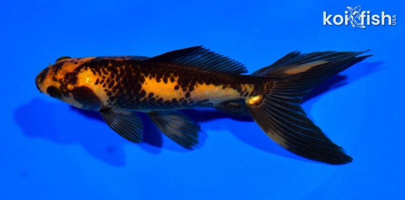 6" WATONAI GOLDFISH