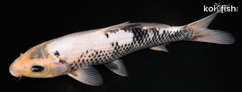 10" MATSUKAWABAKE
