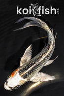 5.5" KUJAKU BUTTERFLY