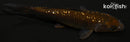 4.25" GINRIN CHAGOI