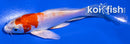 5.25" HARIWAKE BUTTERFLY