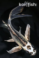 8" GINGA BUTTERFLY