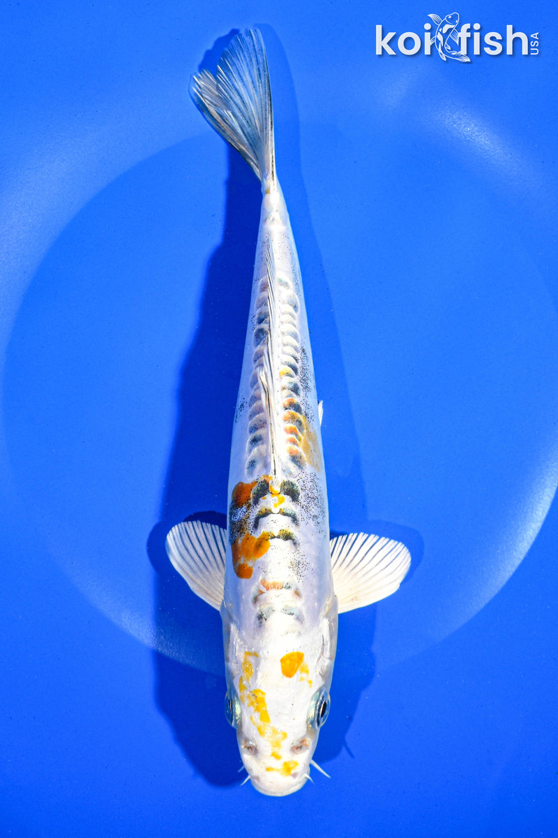 7.25" KIN KIKOKURYU