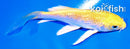 4" GINRIN YAMABUKI OGON BUTTERFLY