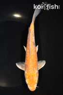 7.5" ARAGOKE OCHIBA SHIGURE