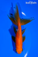 5.25" WATONAI GOLDFISH