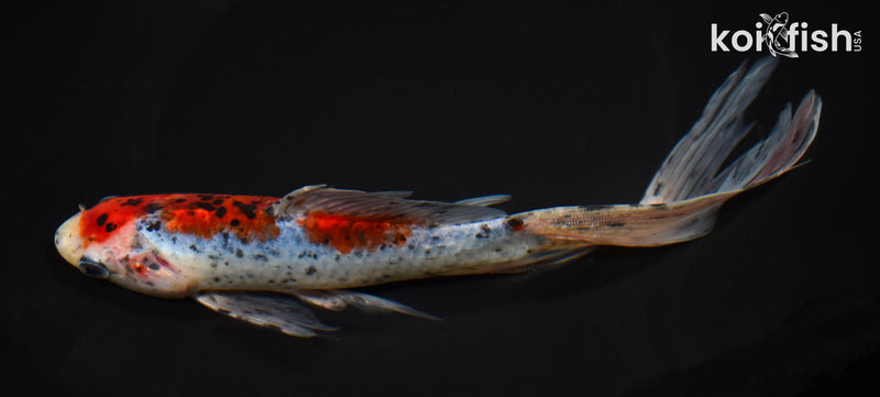8.75" SHUBUNKIN GOLDFISH