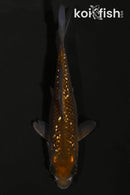 4.25" GINRIN CHAGOI