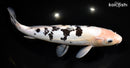 11.25" DOITSU SHIRO BEKKO