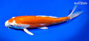 11" KIKUSUI