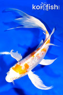 8" GINRIN HARIWAKE BUTTERFLY