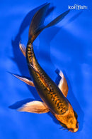 4.75" BENI KIKOKURYU BUTTERFLY