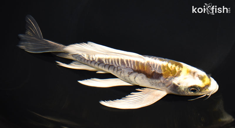 7.75" ARAGOKE KIN KIKOKURYU BUTTERFLY