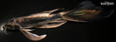 9.75" KIKOKURYU BUTTERFLY