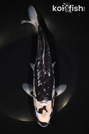 9.25" ARAGOKE KUMONRYU