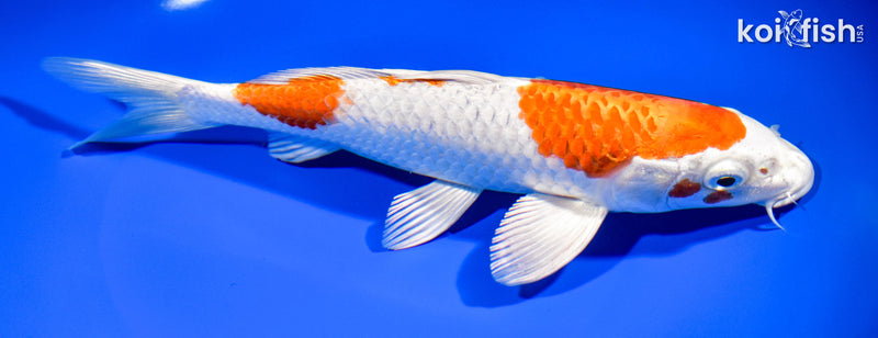 8.5" HARIWAKE