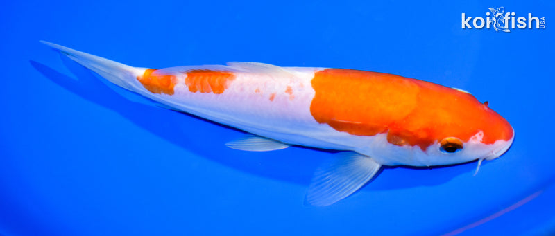 8.5" DOITSU KOHAKU