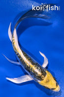 5.5" KIN KIKOKURYU BUTTERFLY