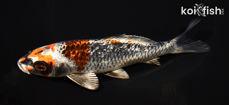 6.25" GINRIN BENI GINGA