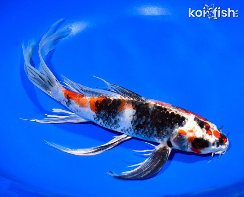 9.5" KIN SHOWA BUTTERFLY