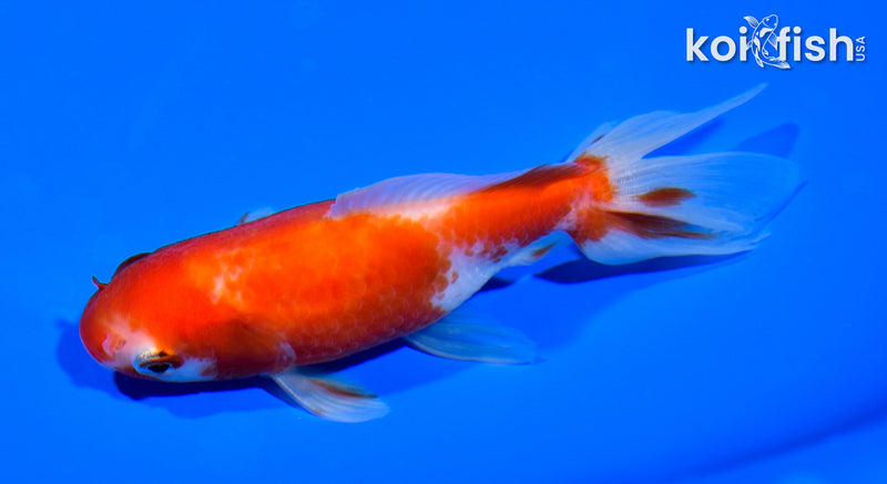 4.75" WAKIN GOLDFISH