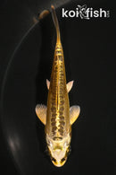 4" KIN KIKOKURYU
