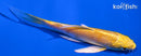 4" YAMABUKI OGON BUTTERFLY