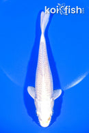 6.75" PLATINUM OGON