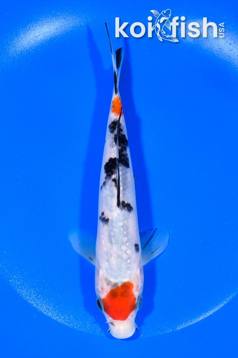 6.5" GINRIN MARUTEN SANKE