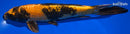 9.5" KIN HI UTSURI