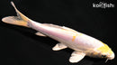 6.5" DOITSU LEMON HARIWAKE