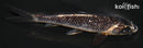 4.75" GINRIN MATSUKAWABAKE