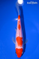 8.25" KOHAKU