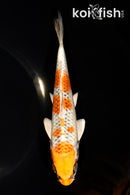 6.75" KUJAKU