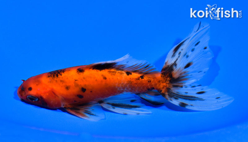 5.75" WAKIN GOLDFISH