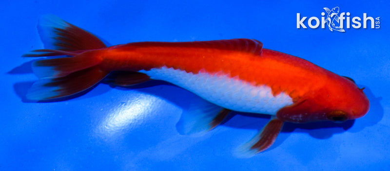 4.5" WAKIN GOLDFISH