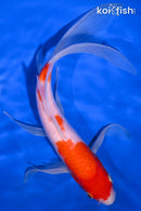 9.5" KOHAKU BUTTERFLY