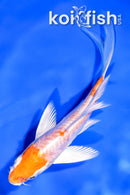 6" ARAGOKE KIKUSUI BUTTERFLY