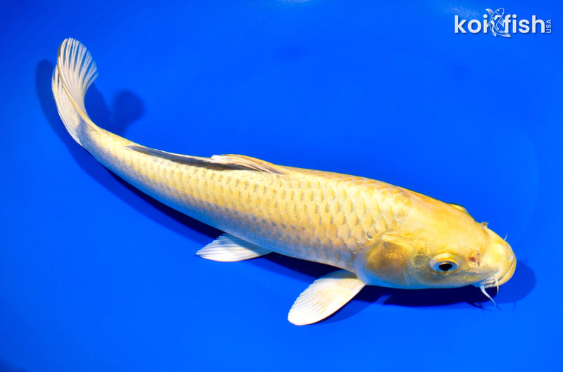 9.75" YAMABUKI OGON