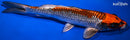 9.75" KUJAKU