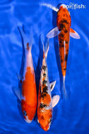 PACK OF (3) 5-6" STANDARD KOI