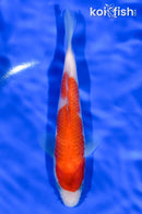 5" KOHAKU