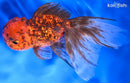 4.75" KIRIN ORANDA GOLDFISH