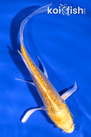 4.25" GINRIN YAMABUKI OGON BUTTERFLY